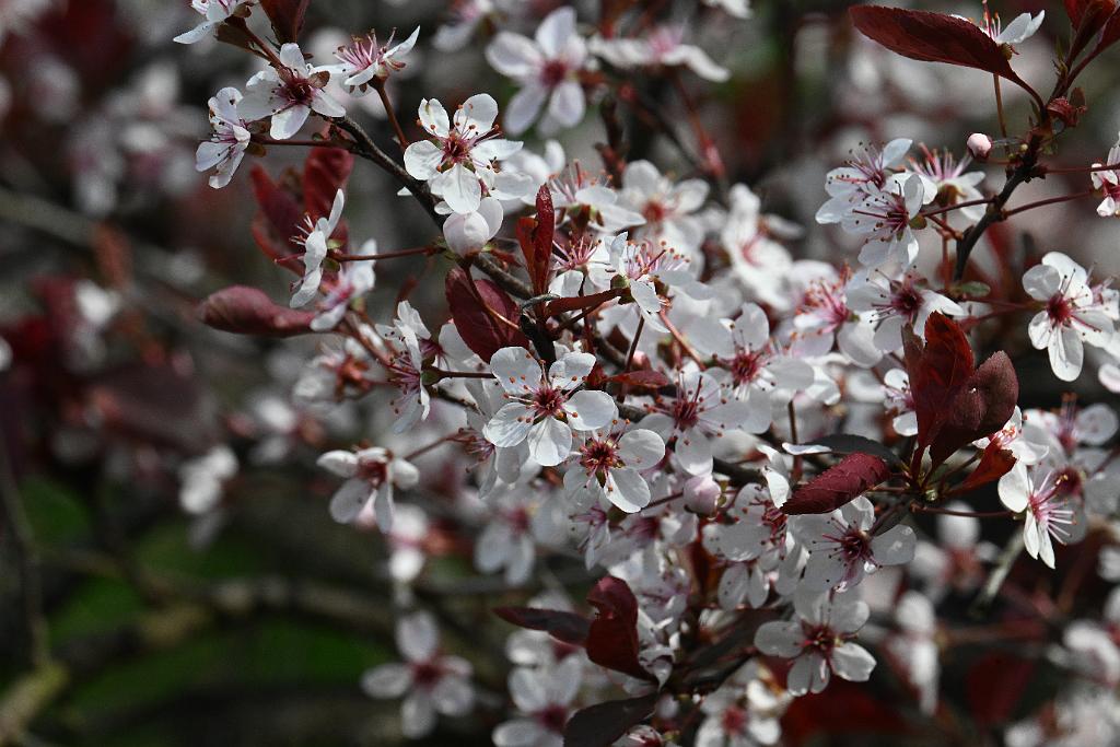 2025-05027003 Pointe Rok, MA.JPG - Purple Leaf Plum Trees (Prunus cerasifera). Pointe Rok neighborhood, MA, 5-2-2025
